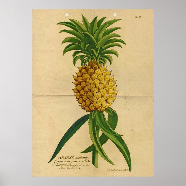 Vintages Ananas-Poster Poster (Vorne)