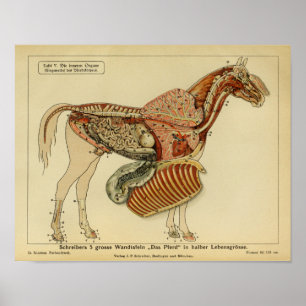 Vintages Anatomie-Werbeplakat Poster