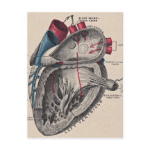 Vintages anatomisches Herz