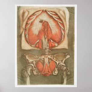 Vintages anatomisches Illustrationspaket Poster