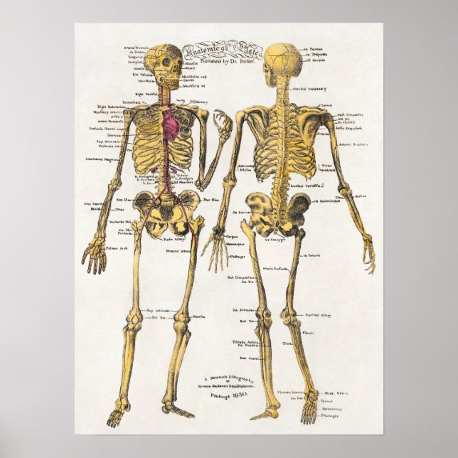 Vintages anatomisches Illustrationspaket Poster (Vorne)