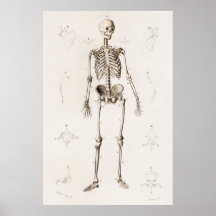 Vintages antikes medizinisches Skelett Anatomie Di