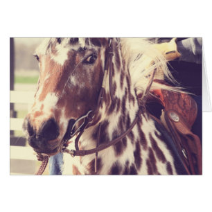 Vintages Appaloosa-Show-Pferd
