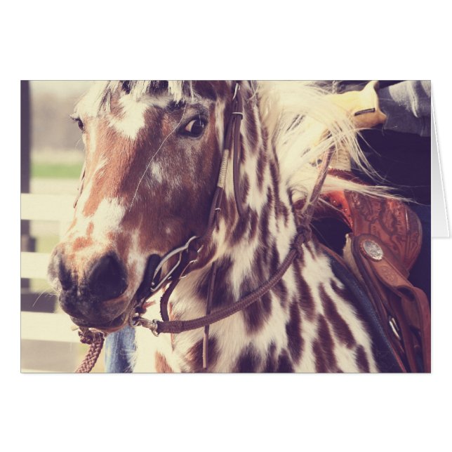 Vintages Appaloosa-Show-Pferd (Vorderseite (Horizontal))