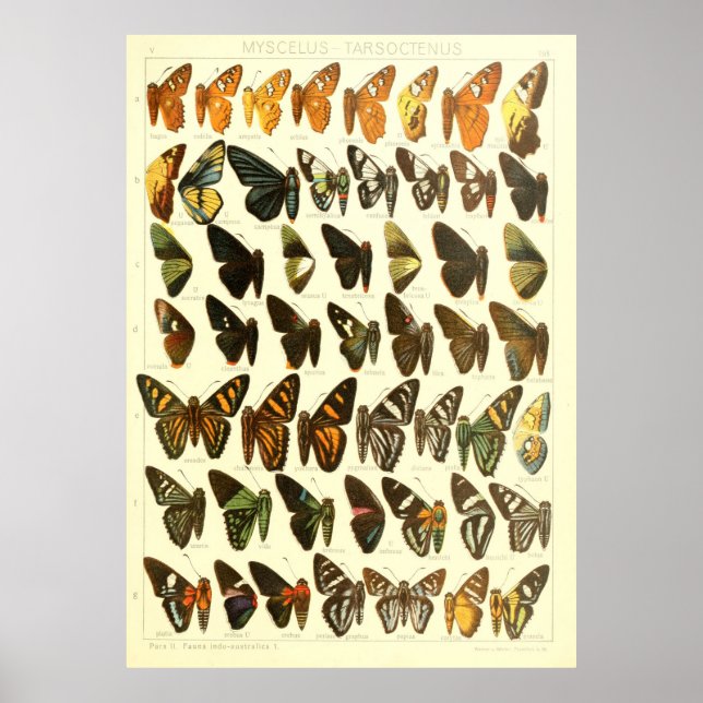 Vintages Artendiagramm Poster (Vorne)