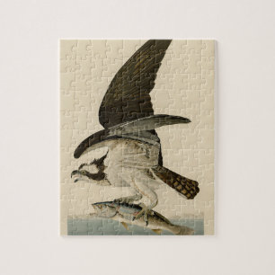 Vintages Audubon Osprey Vogelmalereigeschenk