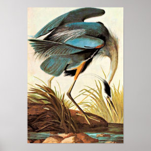 Vintages Audubon Plakat