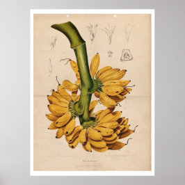 Vintages Bananenposter Poster