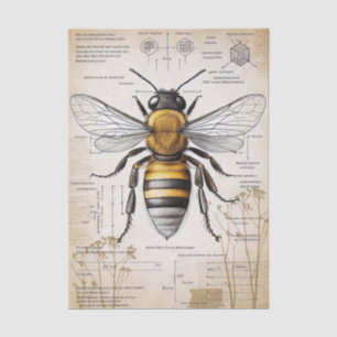 Vintages Bienendiagramm Seidenpapier