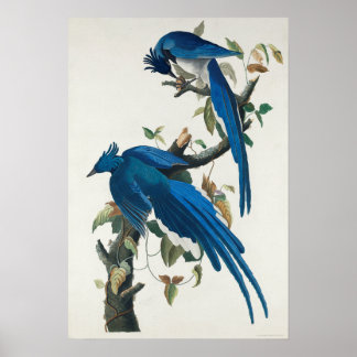 Vintages Bird Poster Wall Art - Columbia Jay Bird