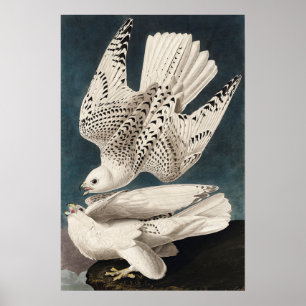 Vintages Bird Poster Wall Art Island Jer Falcon