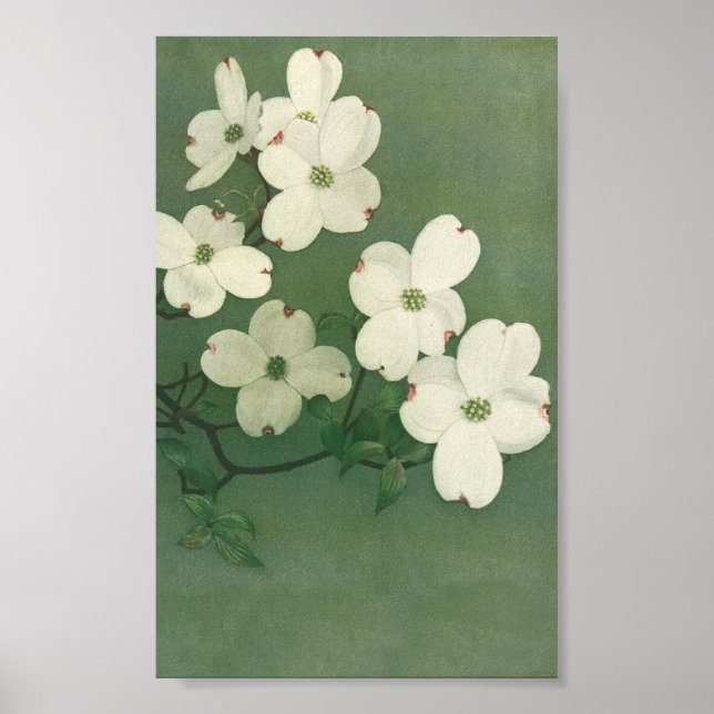 Vintages Blossom Poster (Vorne)