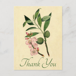 Vintages Blumendanken Sie Pink Almond Blume Postkarte