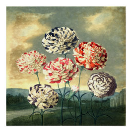 Vintages Blumenposter Poster
