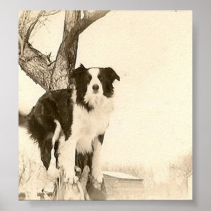Vintages Border Collie Poster