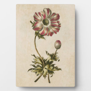 Vintages botanisches Anemon Fotoplatte
