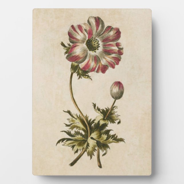 Vintages botanisches Anemon Fotoplatte (Vorderseite)