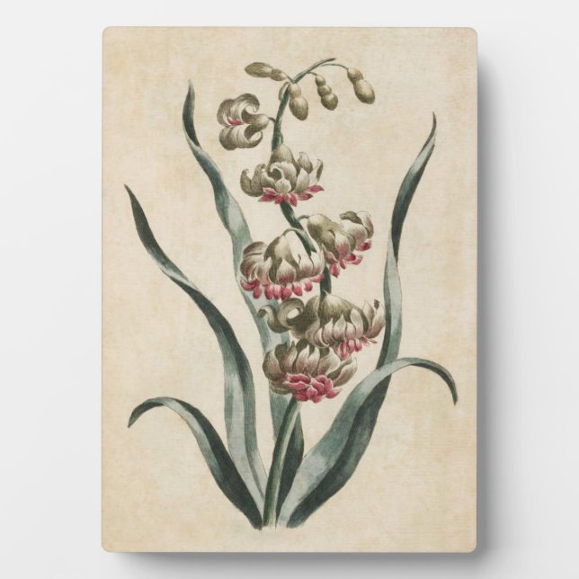 Vintages botanisches BlumenHyakinth Fotoplatte (Vorderseite)