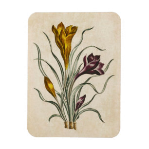 Vintages botanisches Blumenmagnet Magnet