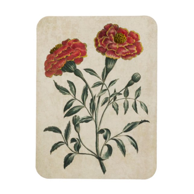 Vintages botanisches Blumenmagnet Magnet (Vertikal)