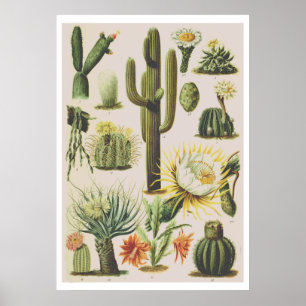 Vintages Botanisches Cactus Illustration-Poster Poster