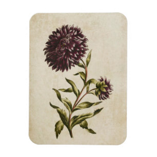 Vintages botanisches Doppelaster-Magnet Magnet