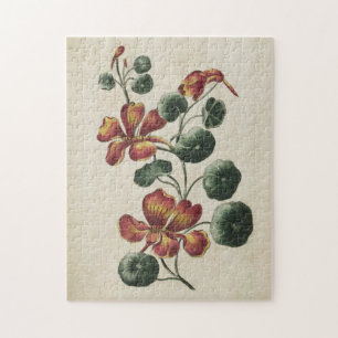 Vintages botanisches florales Nasturtium