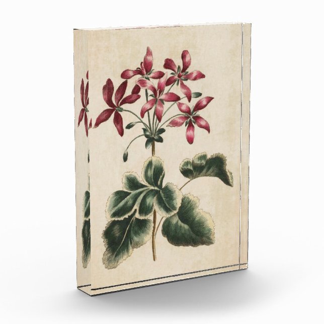Vintages botanisches Geranium Fotoblock (Links)