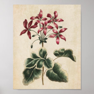 Vintages botanisches Geranium Poster