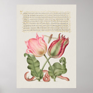 Vintages botanisches Illustrationspaket Poster