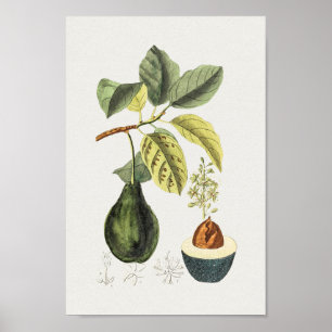 Vintages botanisches Illustrationspaket Poster