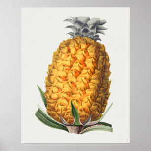 Vintages botanisches Illustrationspaket Poster