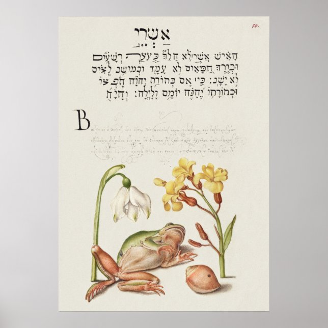 Vintages botanisches Illustrationspaket Poster (Vorne)