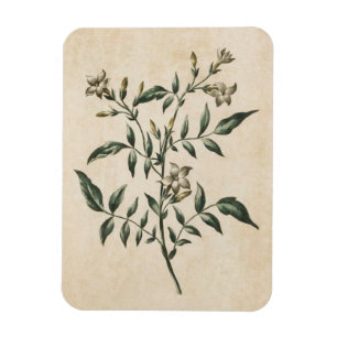 Vintages Botanisches Jasmine Magnet