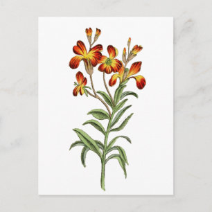 Vintages botanisches Kunstwerk Postkarte