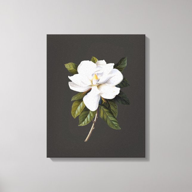 Vintages Botanisches Magnolia Leinwanddruck (Vorderseite)