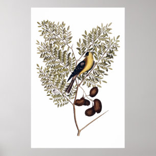 Vintages botanisches mit gelbem Vogel Poster