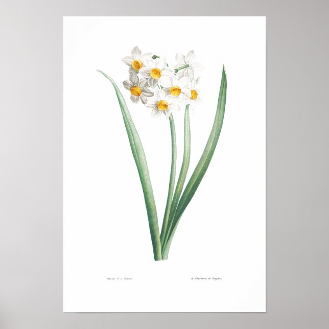 VINTAGES BOTANISCHES NARCISSUS-POSTER POSTER (Vorne)