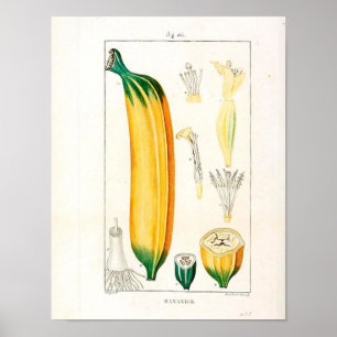 Vintages botanisches Plakat - Bananen-Frucht