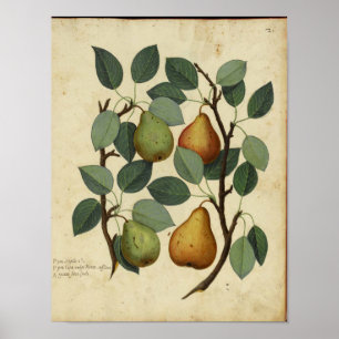 Vintages botanisches Plakat - Birne