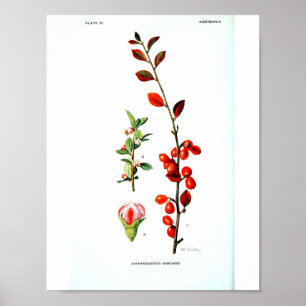 Vintages botanisches Plakat - rote Beeren