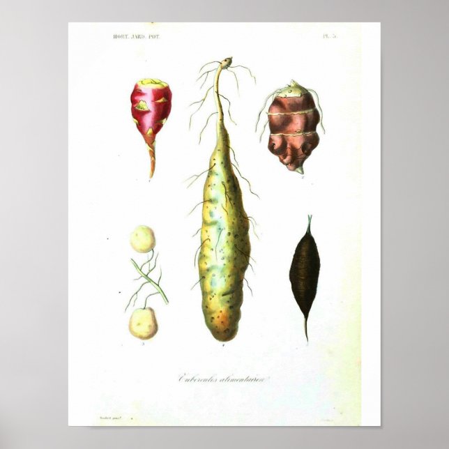 Vintages botanisches Plakat - Wurzelgemüse (Vorne)