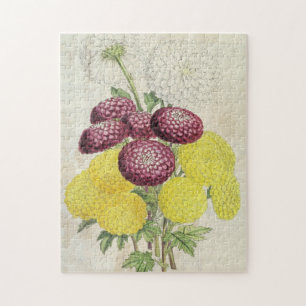 Vintages Botanisches Pompon Chrysanthema