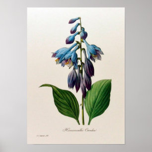 Vintages Botanisches Poster