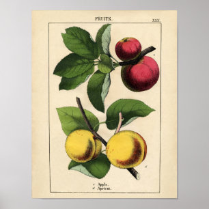Vintages botanisches Poster - Appell und Aprikose
