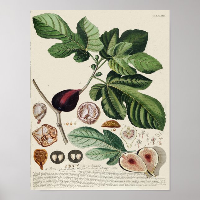 Vintages botanisches Poster - Fig (Vorne)