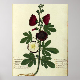 Vintages botanisches Poster - Hollyhock