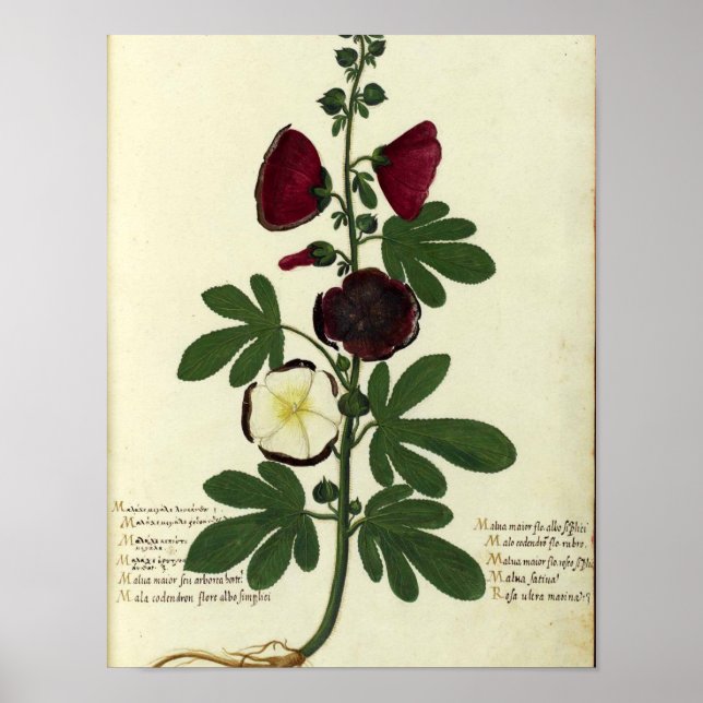 Vintages botanisches Poster - Hollyhock (Vorne)