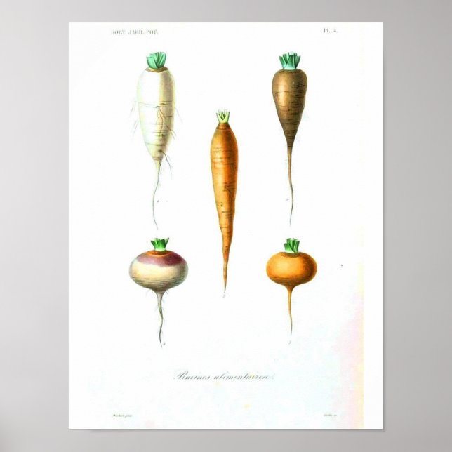 Vintages botanisches Poster - Karotten (Vorne)