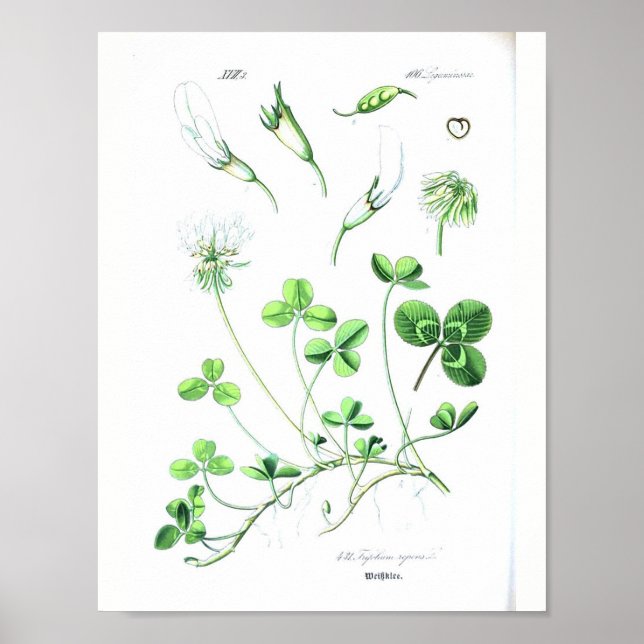 Vintages botanisches Poster - Klee (Vorne)